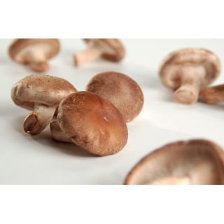 Shiitake