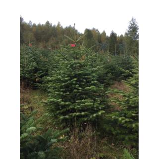 Bio-Nordmanntanne 180-220cm