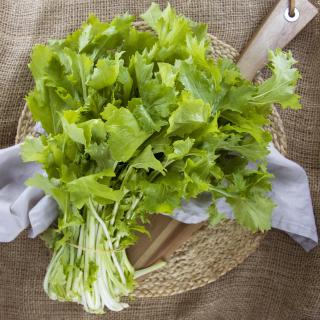 Stielmus, eigener Anbau