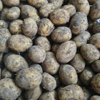 Speisekartoffeln Regina 2kg,  festkochend vom Hof Buscher